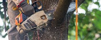 Best Utility Line Clearance  in East Rancho Dominguez, CA
