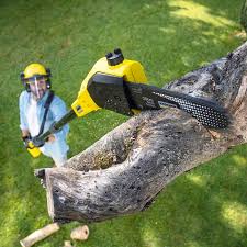 Best Tree Disease Treatment  in East Rancho Dominguez, CA