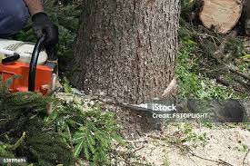 Reliable East Rancho Dominguez, CA Tree Care Solutions