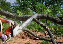 Best Hazardous Tree Removal  in East Rancho Dominguez, CA