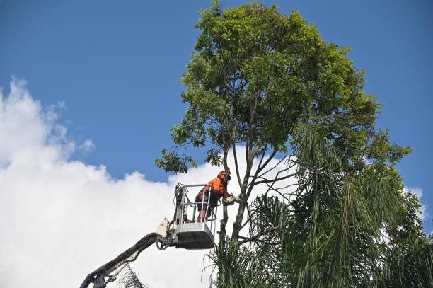 Best Aeration Services  in East Rancho Dominguez, CA