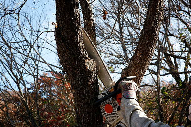 Best Emergency Tree Removal  in East Rancho Dominguez, CA