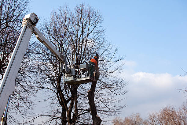 Best Arborist Consultation Services  in East Rancho Dominguez, CA