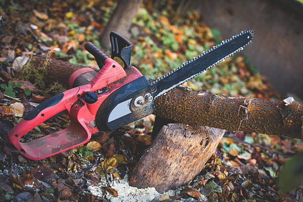 Best Hedge Trimming  in East Rancho Dominguez, CA