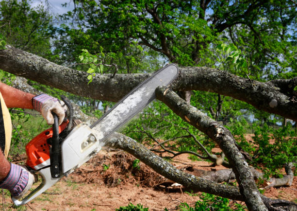 Best Fruit Tree Pruning  in East Rancho Dominguez, CA
