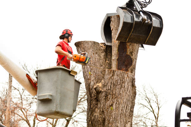Best Firewood Processing and Delivery  in East Rancho Dominguez, CA